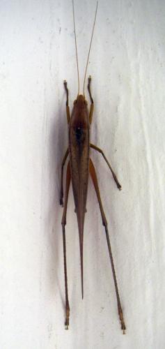 Neoconocephalus sp.